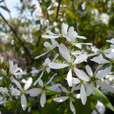 Amelanchier laevis - Bærmispel